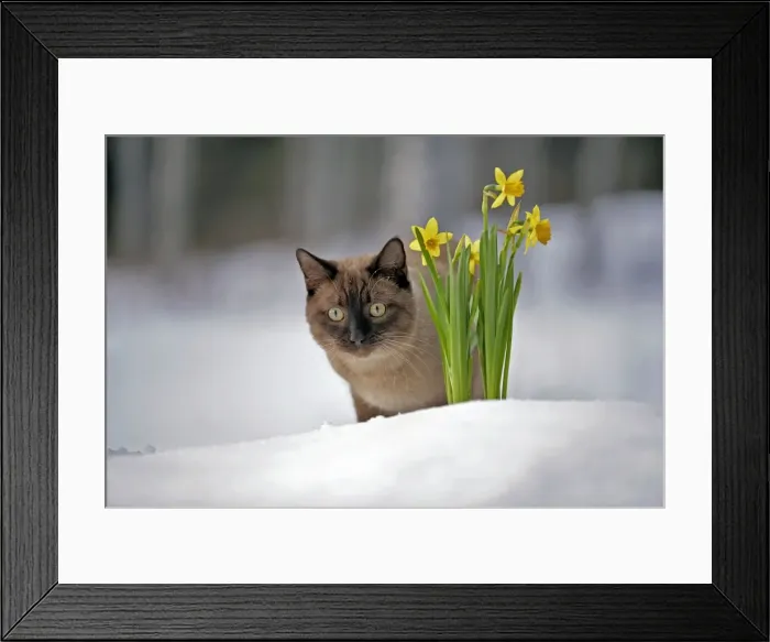 Framed Print : Picture No. 10874301 Framed Print : Picture No. 10874301
