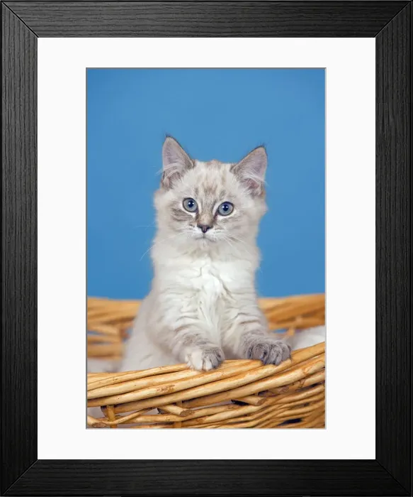 Framed Print : Picture No. 10874300 Framed Print : Picture No. 10874300