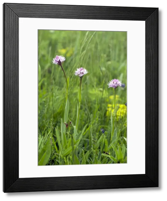 Framed Print : Picture No. 10899628 Framed Print : Picture No. 10899628