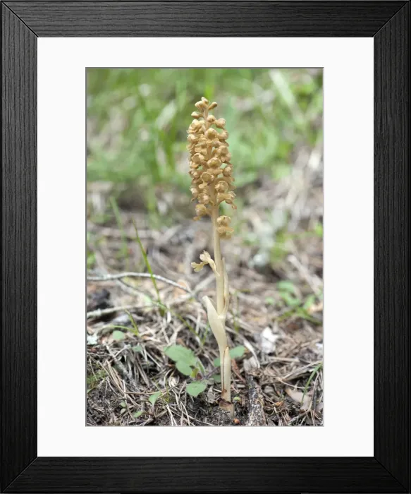 Framed Print : Picture No. 10899633 Framed Print : Picture No. 10899633