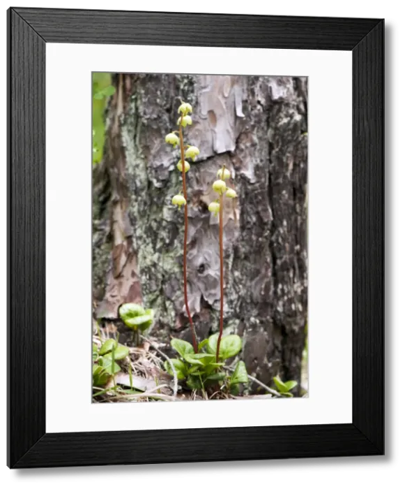 Framed Print : Picture No. 10899632 Framed Print : Picture No. 10899632