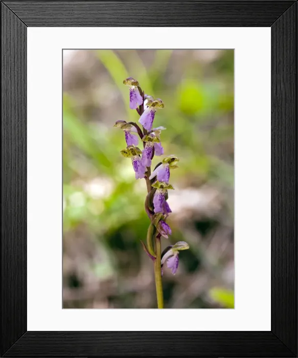 Framed Print : Picture No. 10899634 Framed Print : Picture No. 10899634