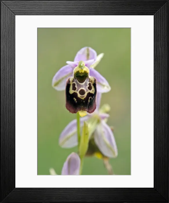 Framed Print : Picture No. 10899639 Framed Print : Picture No. 10899639