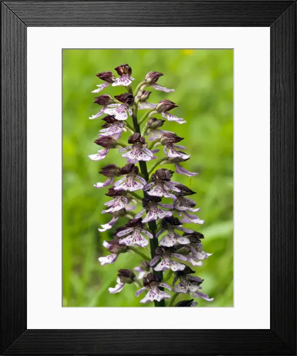 Framed Print : Picture No. 10899638 Framed Print : Picture No. 10899638