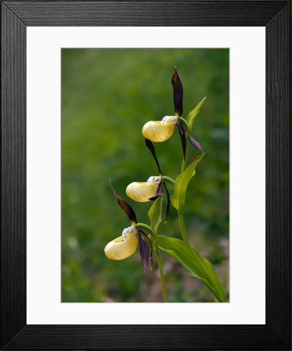 Framed Print : Picture No. 10899637 Framed Print : Picture No. 10899637