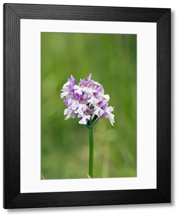 Framed Print : Picture No. 10899640 Framed Print : Picture No. 10899640