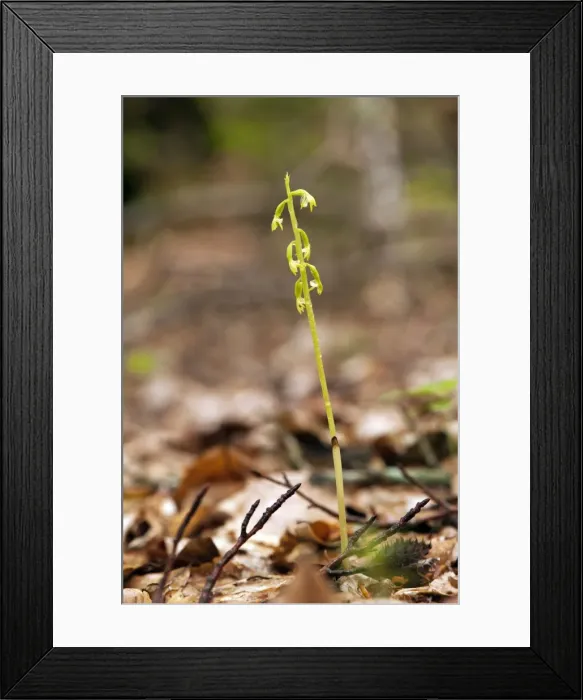 Framed Print : Picture No. 10899636 Framed Print : Picture No. 10899636