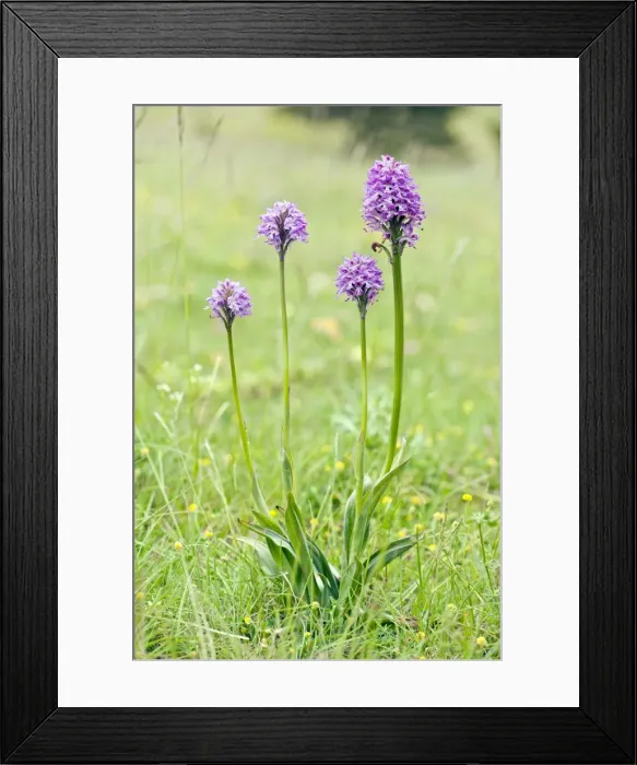 Framed Print : Picture No. 10899641 Framed Print : Picture No. 10899641
