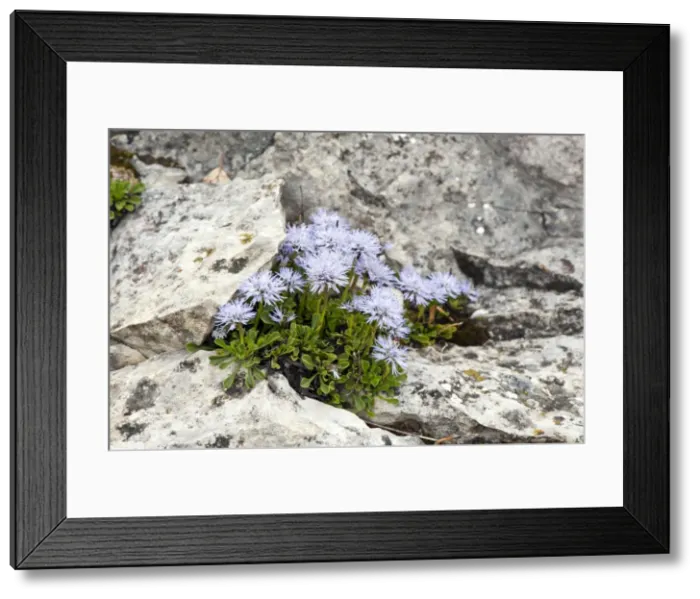 Framed Print : Picture No. 10899644 Framed Print : Picture No. 10899644