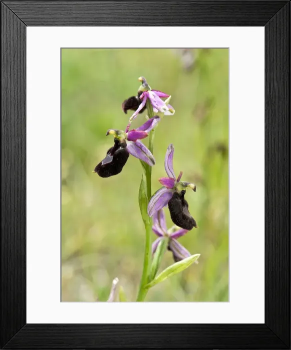 Framed Print : Picture No. 10899642 Framed Print : Picture No. 10899642