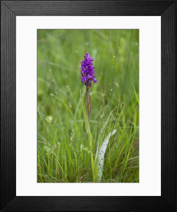Framed Print : Picture No. 10899646 Framed Print : Picture No. 10899646