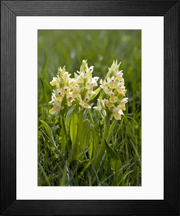 Framed Print : Picture No. 10899645 Framed Print : Picture No. 10899645