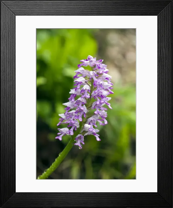 Framed Print : Picture No. 10899643 Framed Print : Picture No. 10899643
