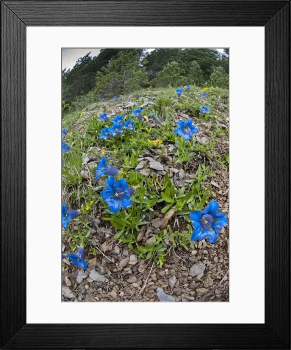 Framed Print : Picture No. 10899647 Framed Print : Picture No. 10899647