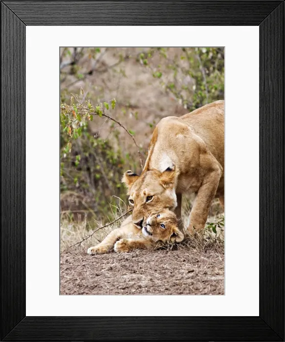 Framed Print : Picture No. 10899657 Framed Print : Picture No. 10899657