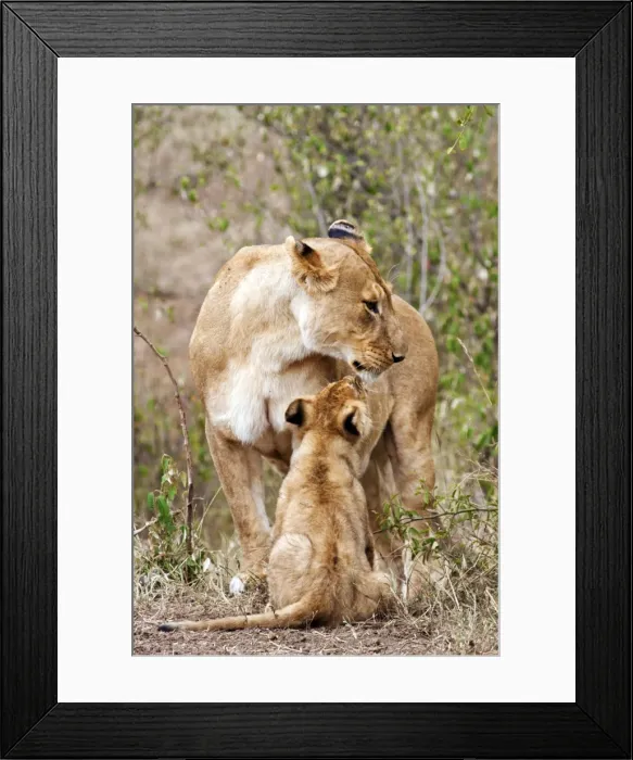 Framed Print : Picture No. 10899656 Framed Print : Picture No. 10899656