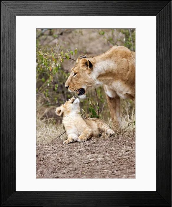 Framed Print : Picture No. 10899658 Framed Print : Picture No. 10899658