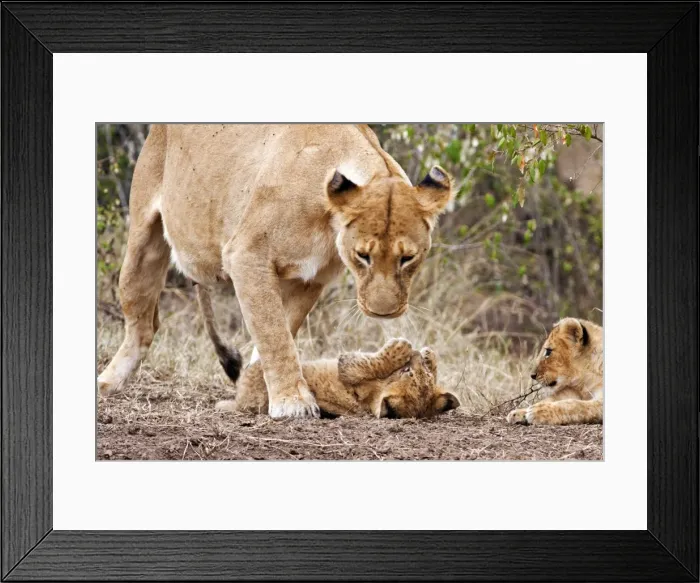 Framed Print : Picture No. 10899660 Framed Print : Picture No. 10899660