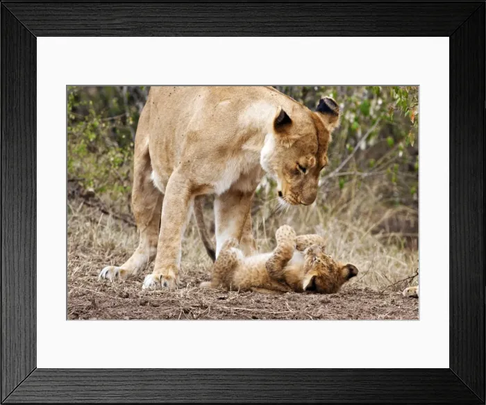 Framed Print : Picture No. 10899661