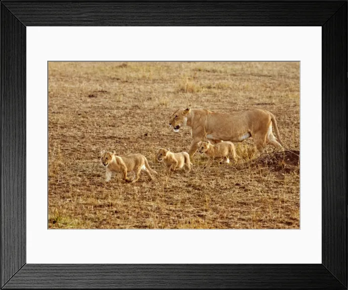 Framed Print : Picture No. 10899655 Framed Print : Picture No. 10899655