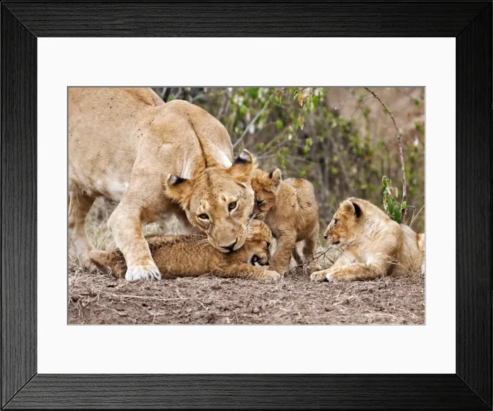 Framed Print : Picture No. 10899659 Framed Print : Picture No. 10899659