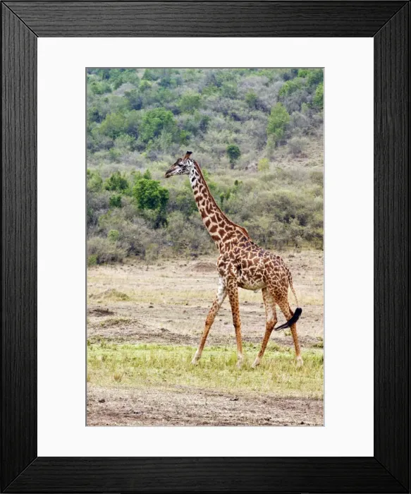 Framed Print : Picture No. 10899664 Framed Print : Picture No. 10899664