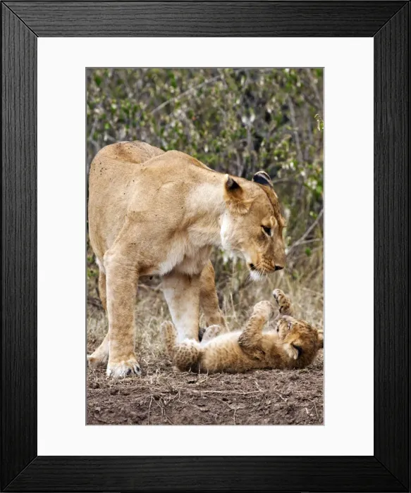 Framed Print : Picture No. 10899662 Framed Print : Picture No. 10899662