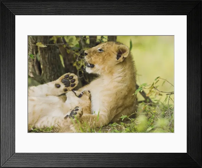 Framed Print : Picture No. 10899670 Framed Print : Picture No. 10899670