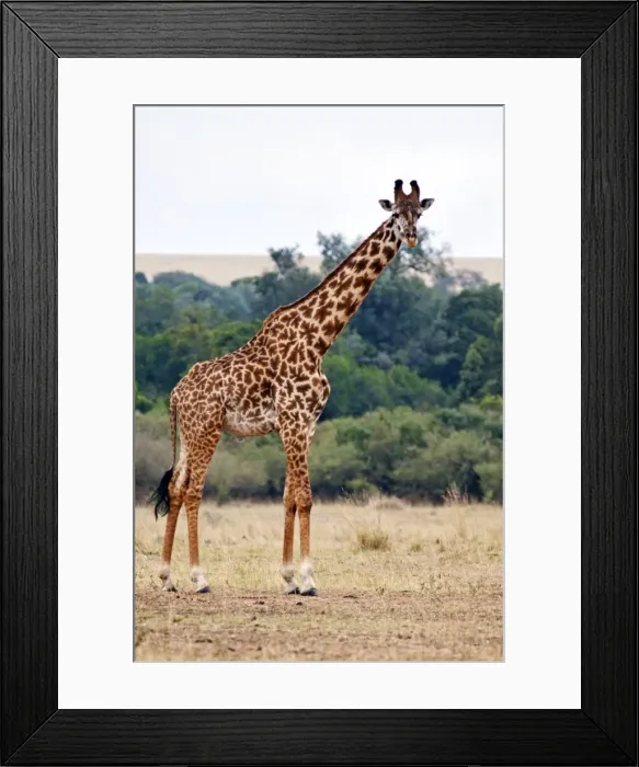 Framed Print : Picture No. 10899669 Framed Print : Picture No. 10899669