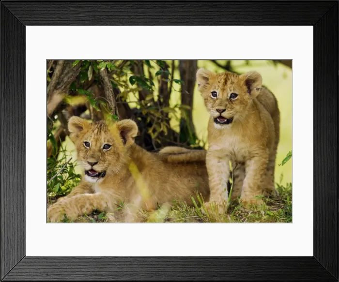 Framed Print : Picture No. 10899676 Framed Print : Picture No. 10899676