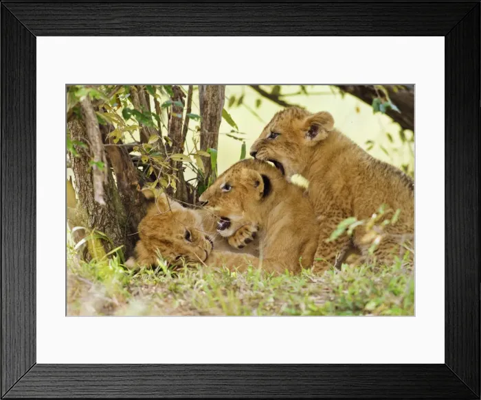 Framed Print : Picture No. 10899678