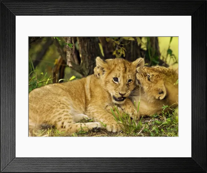 Framed Print : Picture No. 10899673