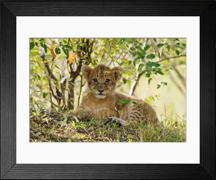 Framed Print : Picture No. 10899679 Framed Print : Picture No. 10899679