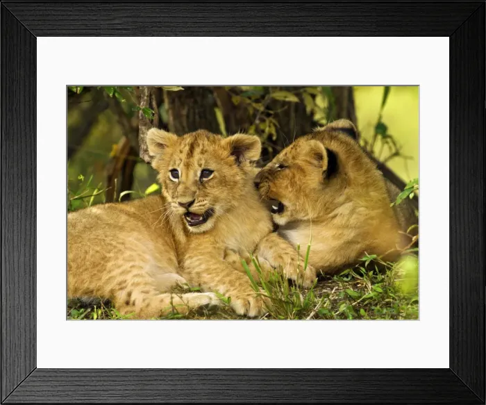 Framed Print : Picture No. 10899671 Framed Print : Picture No. 10899671