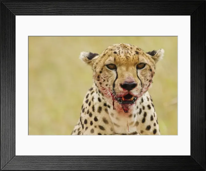 Framed Print : Picture No. 10899683 Framed Print : Picture No. 10899683
