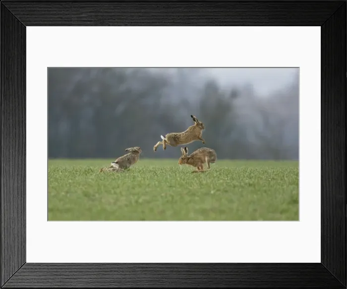 Framed Print : Picture No. 10877830 Framed Print : Picture No. 10877830
