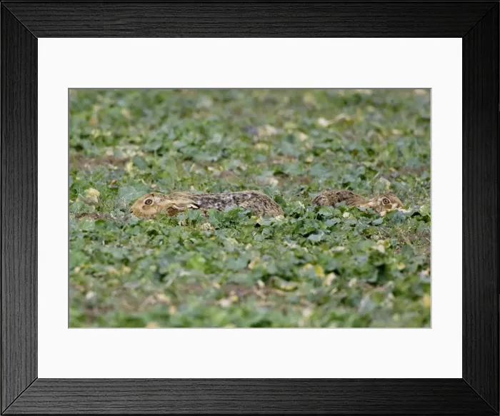 Framed Print : Picture No. 10877831 Framed Print : Picture No. 10877831