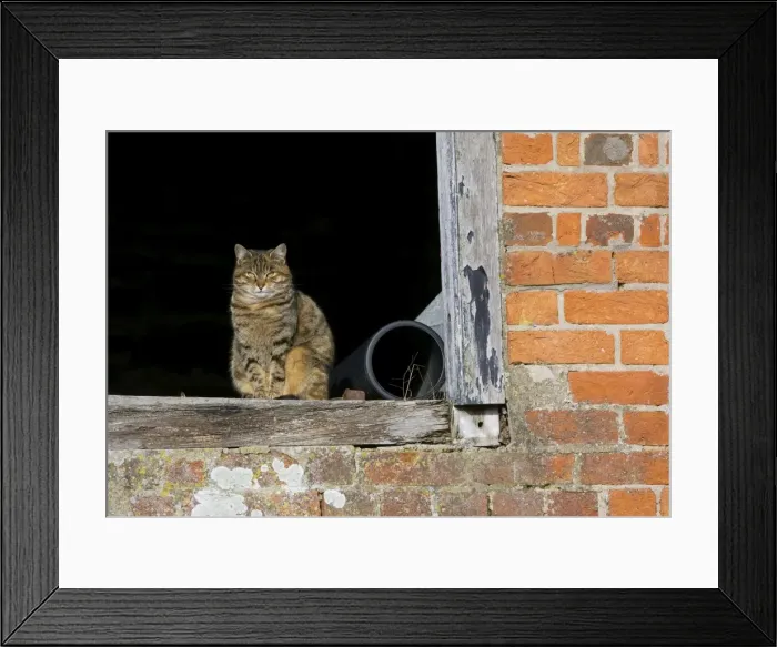 Framed Print : Picture No. 10877833 Framed Print : Picture No. 10877833