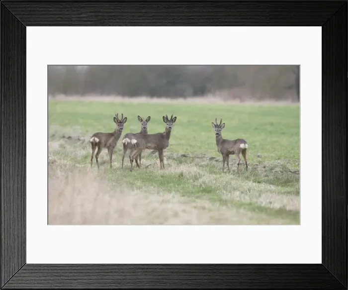 Framed Print : Picture No. 10877843 Framed Print : Picture No. 10877843