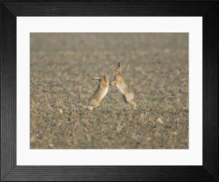 Framed Print : Picture No. 10877829 Framed Print : Picture No. 10877829