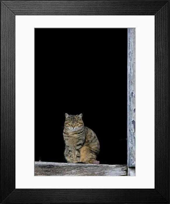 Framed Print : Picture No. 10877834 Framed Print : Picture No. 10877834
