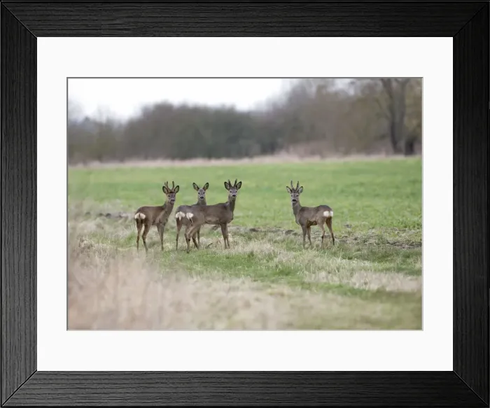 Framed Print : Picture No. 10877842 Framed Print : Picture No. 10877842