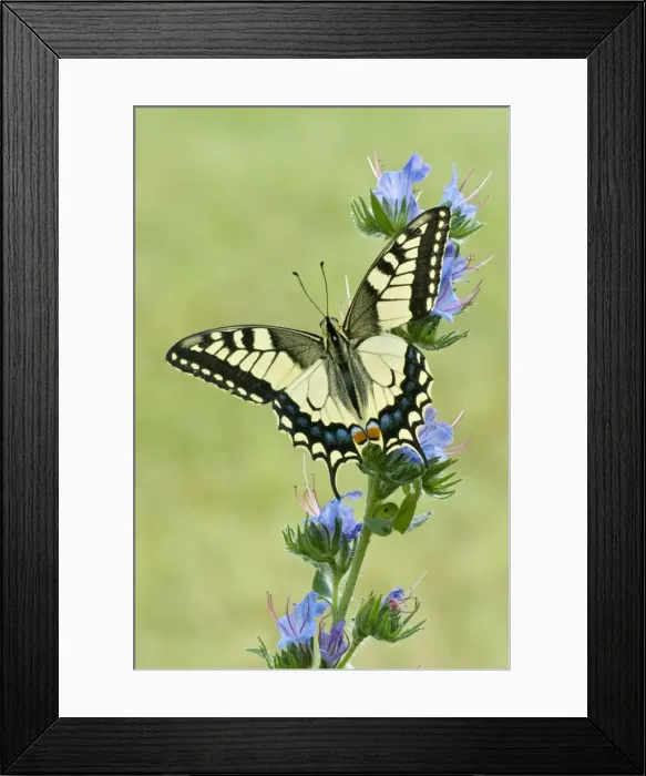 Framed Print : Picture No. 10878040