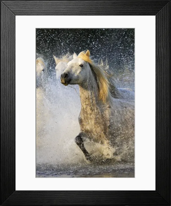 Framed Print : Picture No. 10878042