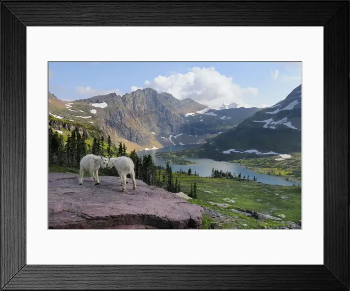 Framed Print : Picture No. 10878038 Framed Print : Picture No. 10878038