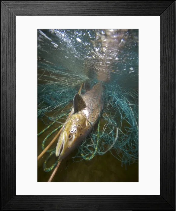 Framed Print : Picture No. 10878128 Framed Print : Picture No. 10878128