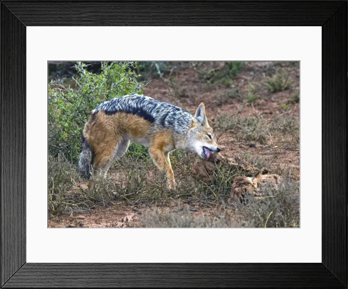 Framed Print : Picture No. 10878070 Framed Print : Picture No. 10878070