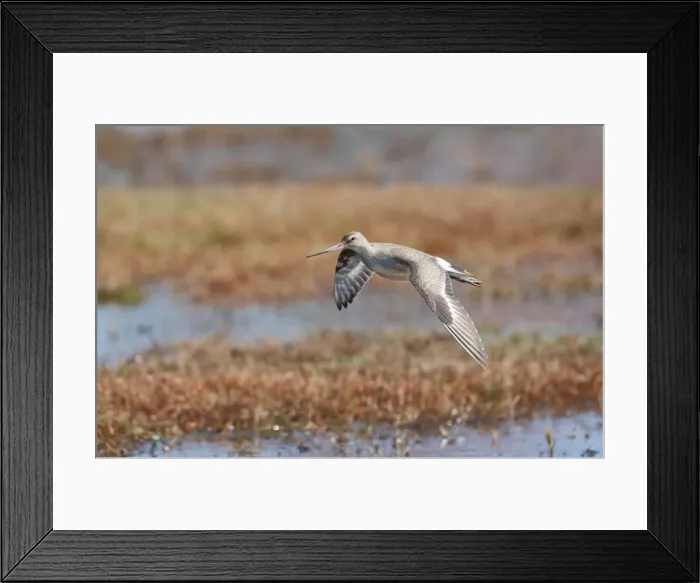 Framed Print : Picture No. 10878215 Framed Print : Picture No. 10878215