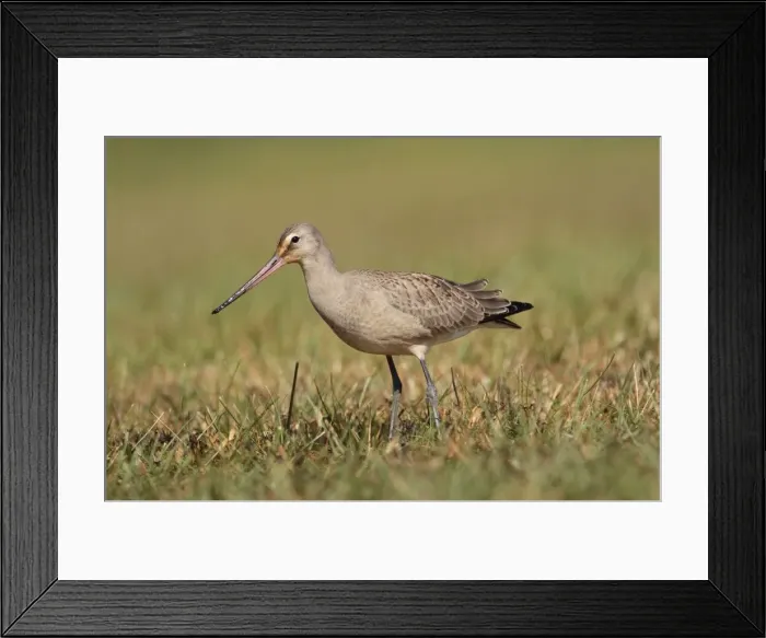 Framed Print : Picture No. 10878216 Framed Print : Picture No. 10878216