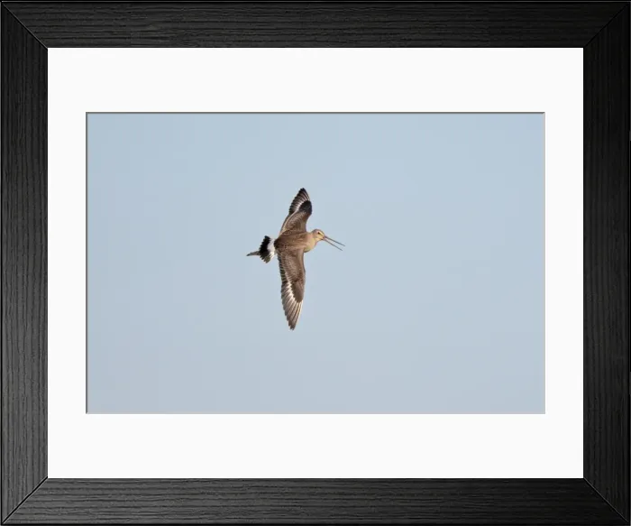 Framed Print : Picture No. 10878223 Framed Print : Picture No. 10878223